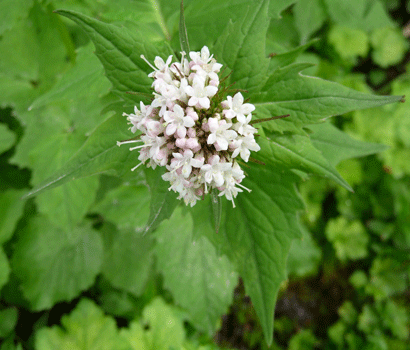 Sitka Valerian (Valeriana sitchensis)