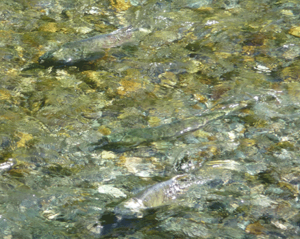 Salmon in Fish Creek Hyder, AK