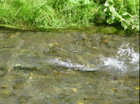 Salmon in Fish Creek Hyder, AK