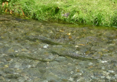 Salmon in Fish Creek Hyder, AK