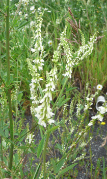 Sweet Clover (Melilotus Officinalis)