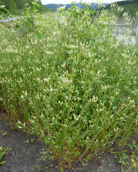 Sweet Clover (Melilotus Officinalis)