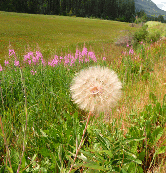 Salsify seed head Yellowhead Highway BC