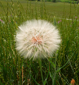 Salsify seed head Yellowhead Highway BC