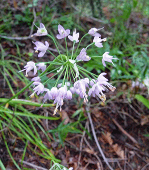 Nodding Onion (Allium cernuum) Lac La Hache BC 