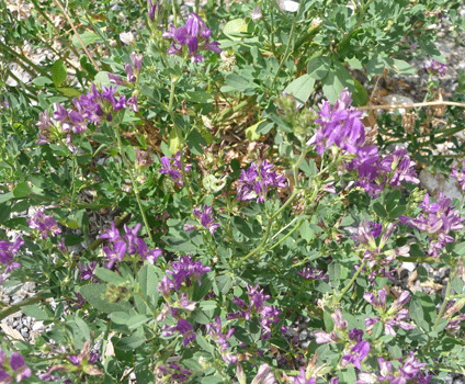 Alfalfa (Medicago sativa)