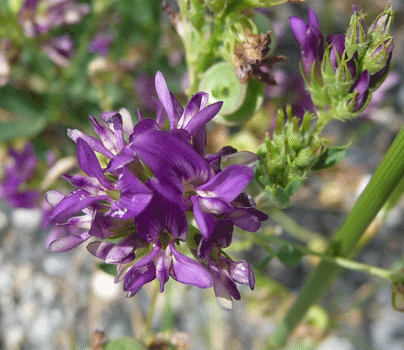 Alfalfa (Medicago sativa)