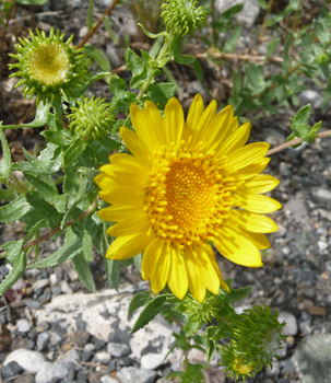 Entire-leaved Gumweed (Grindelia integrifolia)