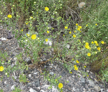 Entire-leaved Gumweed (Grindelia integrifolia)