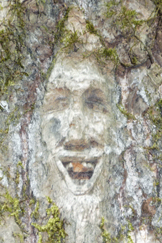 Face carving Ferry Island trail Terrace BC