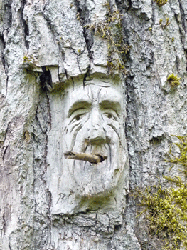 Face carving Ferry Island trail Terrace BC