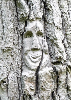 Face carving Ferry Island trail Terrace BC