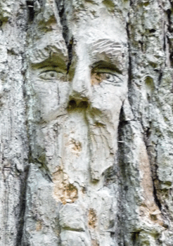 Face carving Ferry Island trail Terrace BC