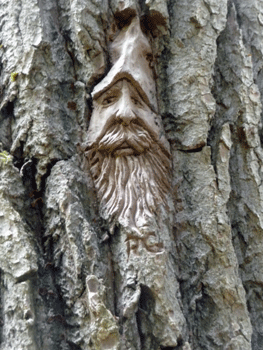 Face carving Ferry Island trail Terrace BC