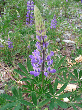 Lupine on Ferry Island Trail Terrace BC