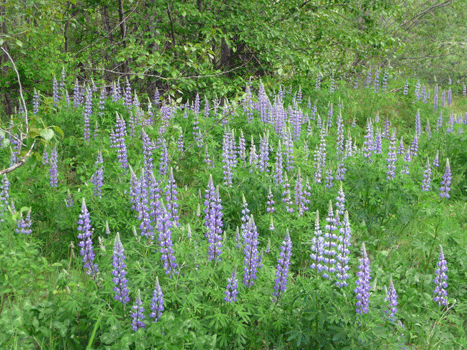 Lupine on the Ferry Island Trail Terrace BC
