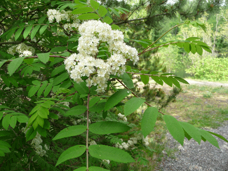 Mountain Ash Ferry Island Trail Terrace BC