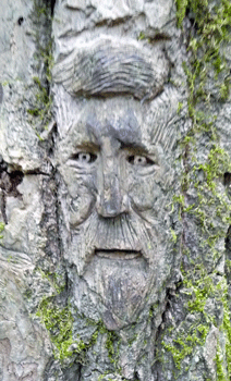 Face carving Ferry Island trail Terrace BC