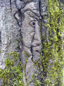 Face carving Ferry Island trail Terrace BC