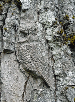 Owl carving Ferry Island trail Terrace BC