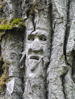 Face carving Ferry Island trail Terrace BC