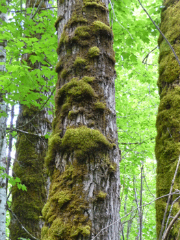 Cottonwood with moss Ferry Island Terrace BC