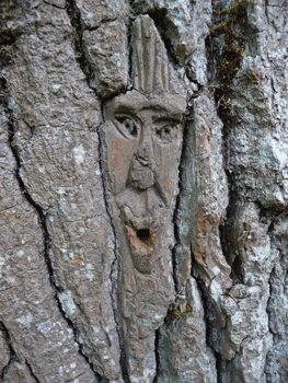 Face carving Ferry Island trail Terrace BC