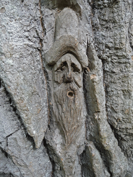 Face carving Ferry Island trail Terrace BC