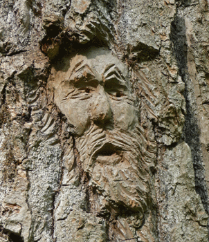 Face carving Ferry Island trail Terrace BC