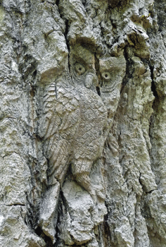 Owl carving Ferry Island trail Terrace BC