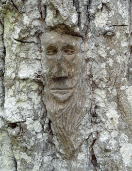 Face carving Ferry Island trail Terrace BC