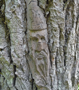 Face carving Ferry Island trail Terrace BC