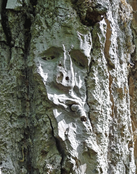 Face carving Ferry Island trail Terrace BC