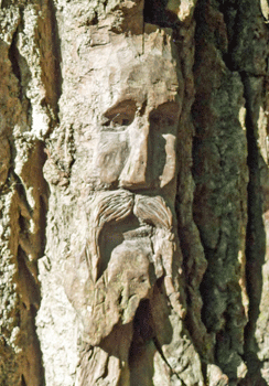 Face carving Ferry Island trail Terrace BC