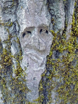 Face carving Ferry Island trail Terrace BC