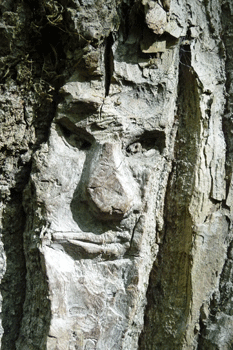 Face carving Ferry Island trail Terrace BC