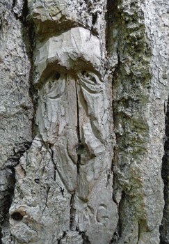 Face carving Ferry Island trail Terrace BC