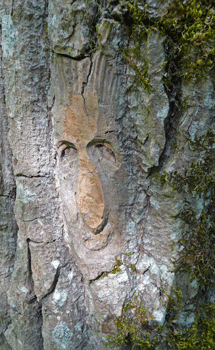 Face carving Ferry Island trail Terrace BC