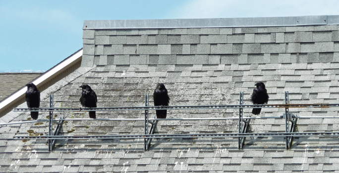 Ravens on a roof in ketchikan