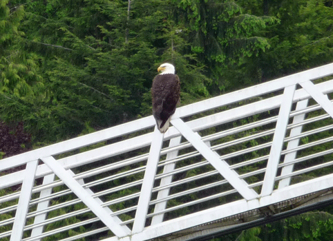 Bald Eagle at Clover Pass Ketchikan AK