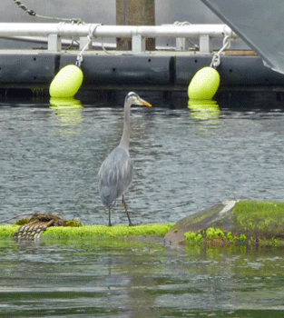 Great Blue Heron at Clover Pass Ketchikan AK