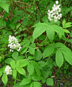 Elderberry in bloom Settlers Cove Ketchikan AK