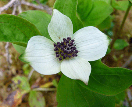 Bunchberry (Cornus canadensis)