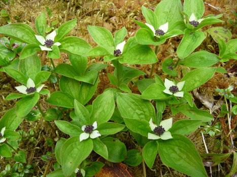 Bunchberries (Cornus canadensis)