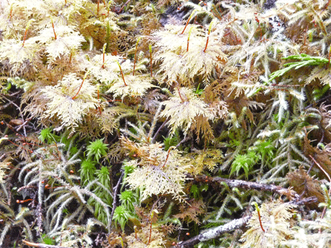 Moss at Lunch Creek Trail Settlers Cove Ketchikan AK