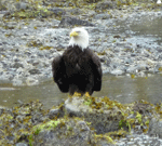 Bald Eagle Ketchikan AK