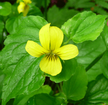 stream violet (Viola glabella) Ward Lake Ketchikan AK