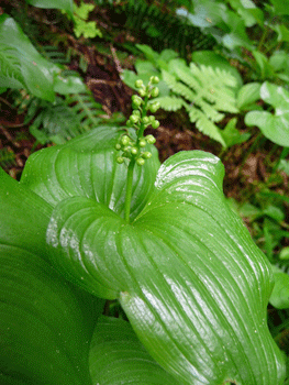 Deer Heart (Mainanthemum dilatatum)