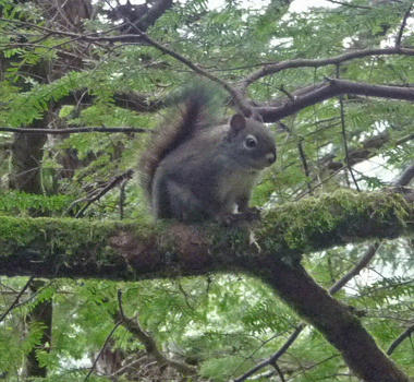 Native Red Squirrel Ward Lake Ketchikan AK