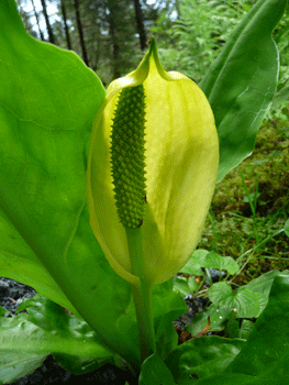 Skunk cabbage (Lysichiton americanus) in flower Ward Lake Ketchikan AK